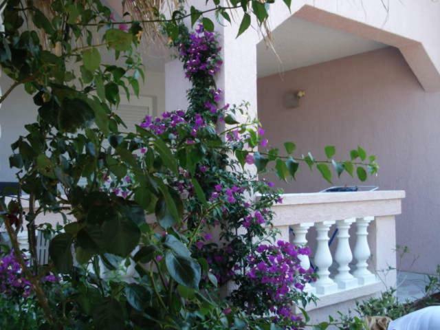 Apartments Mirjana - סטארה נובליה מראה חיצוני תמונה